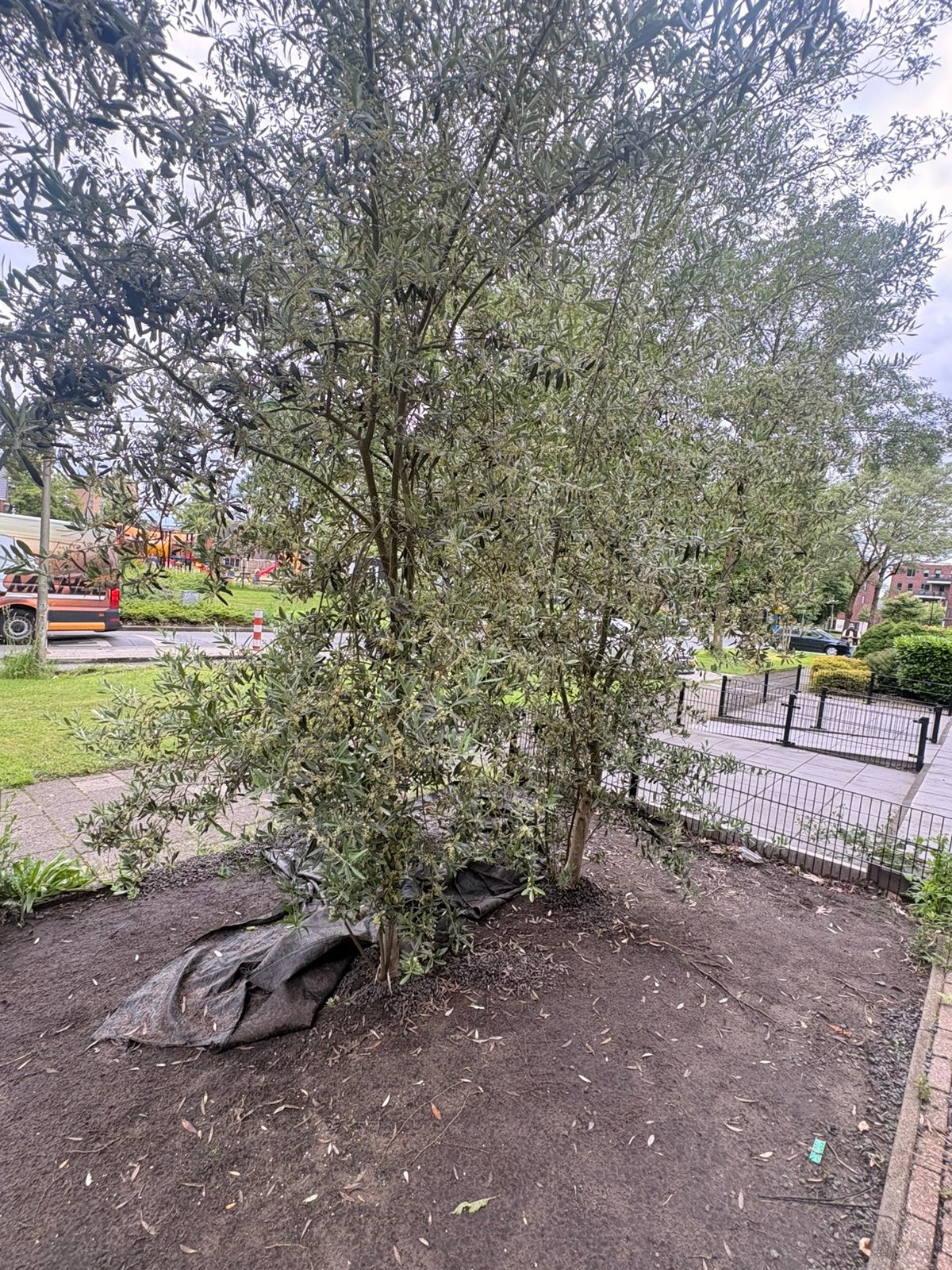 Twee olijfbomen GRATIS, Ophalen, Volle zon, Olijfboom, 100 tot 250 cm