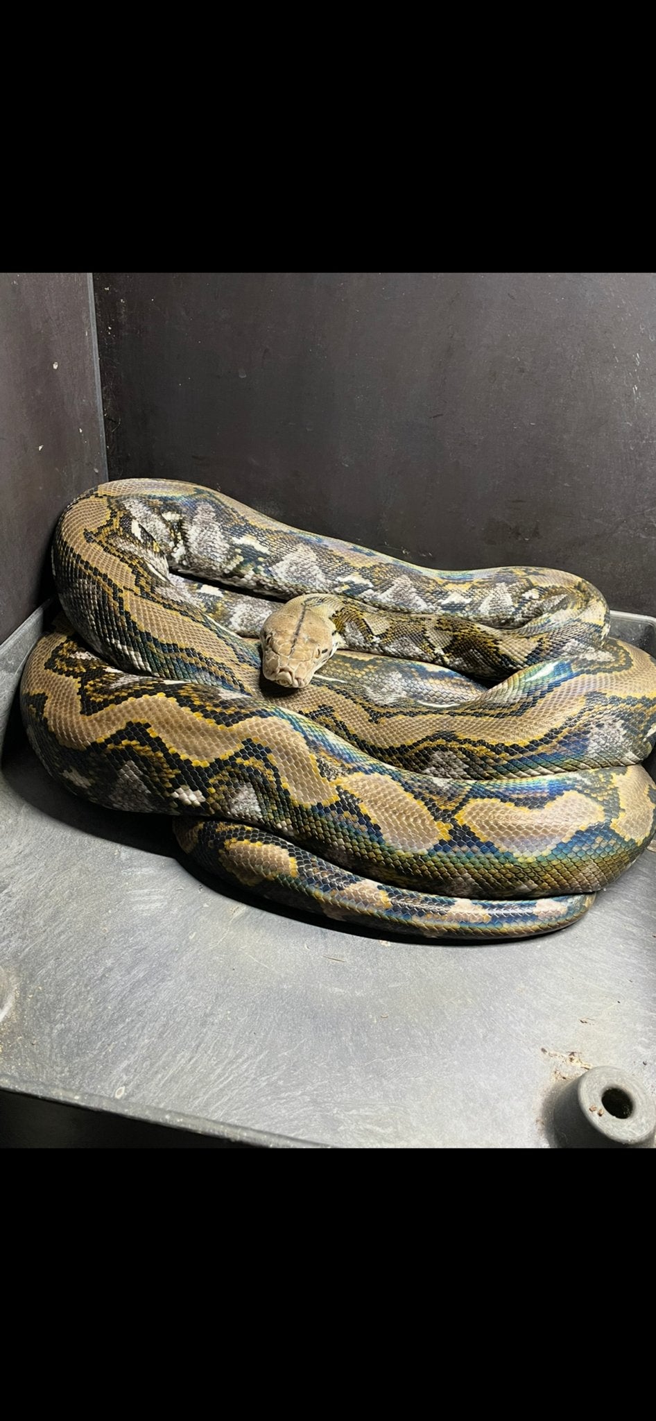 Retic super dwarf