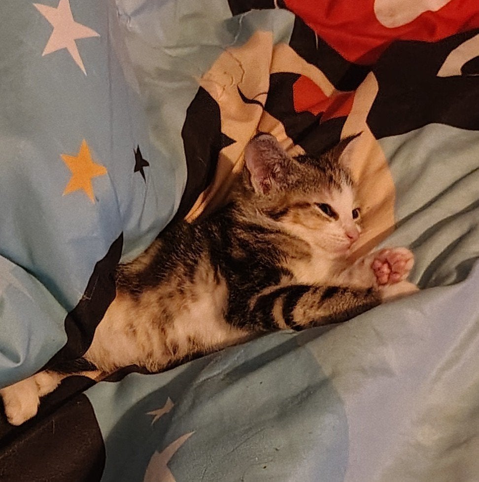 Kitten 8 weken oud, Dieren en Toebehoren, Poes
