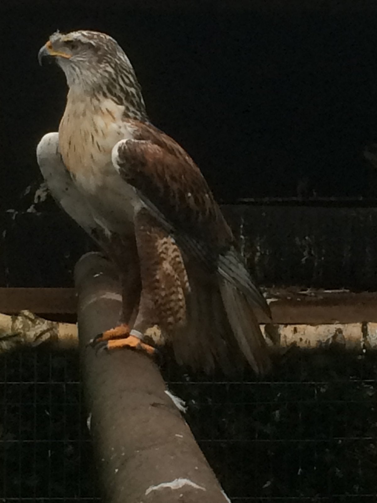 Koningsbuizerd, Dieren en Toebehoren, Vrouwelijk, Geringd