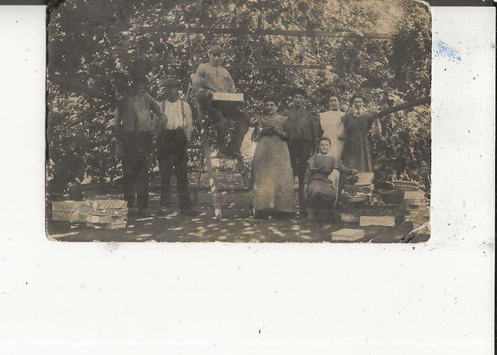 Poeldijk Familie v.d. Knaap  kas met rijpe druiven Fotokaart, Ophalen of Verzenden, Voor 1920, Ongelopen, Zuid-Holland