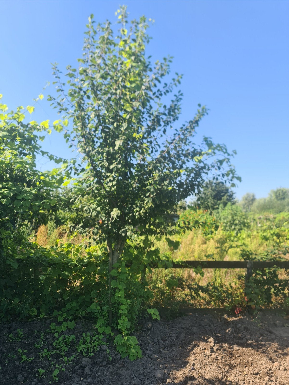 Pruimenboom 10 jaar oud, Ophalen, Volle zon, Overige soorten, 100 tot 250 cm