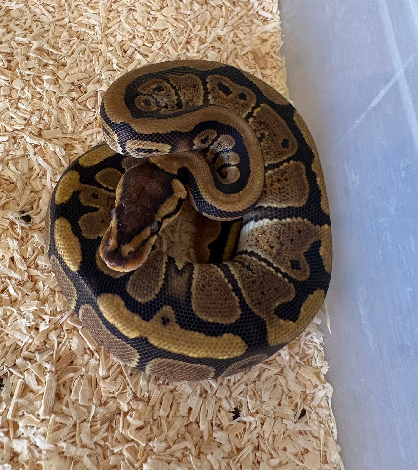 Red Stripe dh DG Clown vrouw koningspython ballpython Ball Python - female for sale from willems