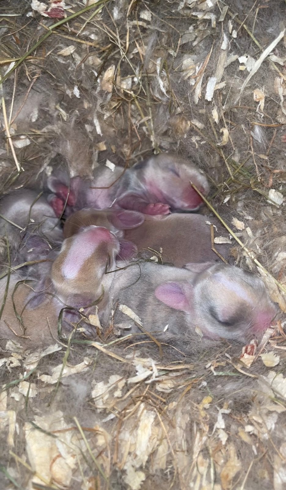 Minilop konijntjes beschikbaar🩷🩵, Meerdere dieren, Dwerg, Hangoor, 0 tot 2 jaar