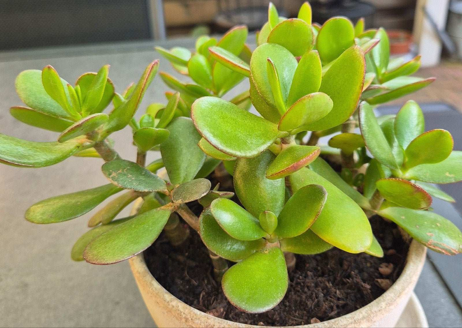 Crassula Ovata/Jade plant /  Geldboom/ vetplant, Ophalen of Verzenden, Eenjarig, Overige soorten, Volle zon