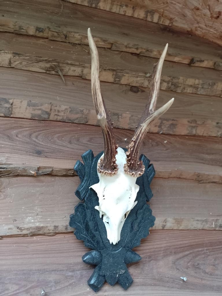 Gewei reebok ree schedel op bestoken houten schild., Ophalen of Verzenden, Hert, Schedel