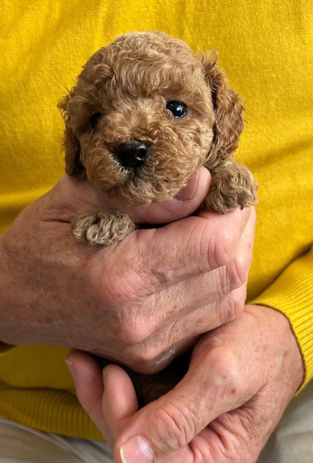 Lieve toy poedel vs mini toy, Poedel, Parvo, 8 tot 15 weken, Meerdere