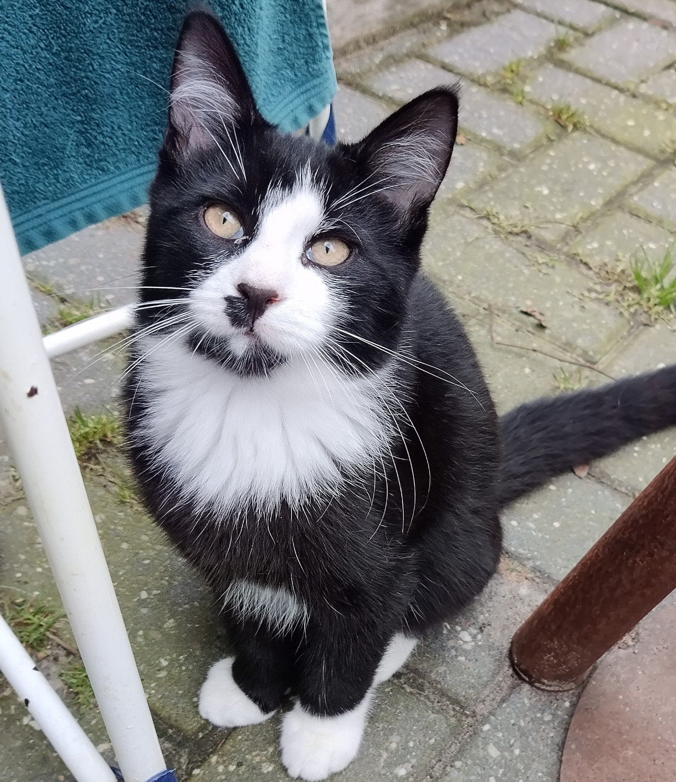 Erg leuk nestje  50% Maine Coon, Dieren en Toebehoren, 0 tot 2 jaar