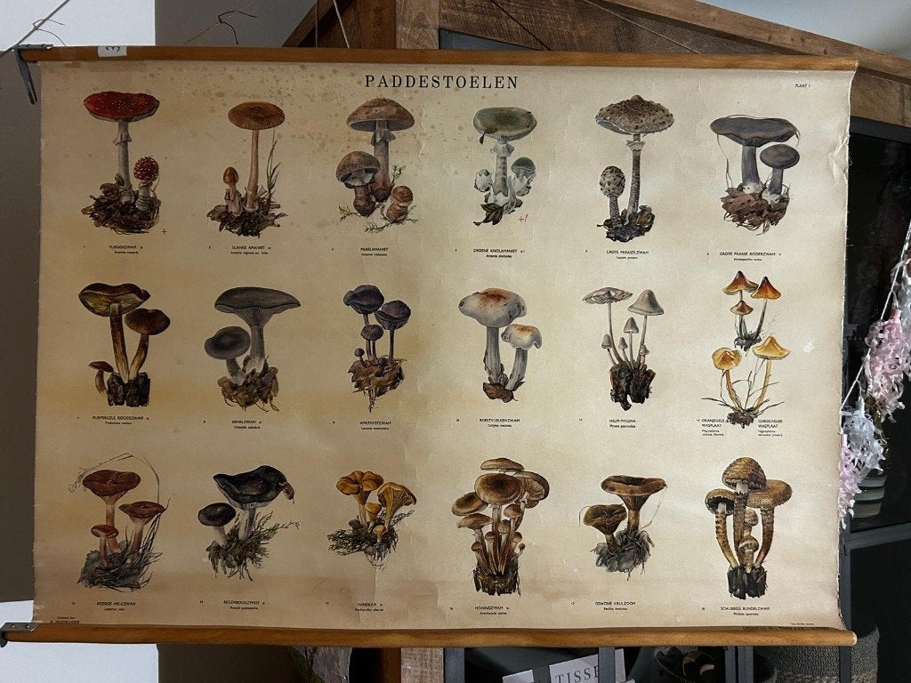 Paddestoelen, Antiek en Kunst, Antiek | Schoolplaten, Ophalen of Verzenden, Natuur en Biologie