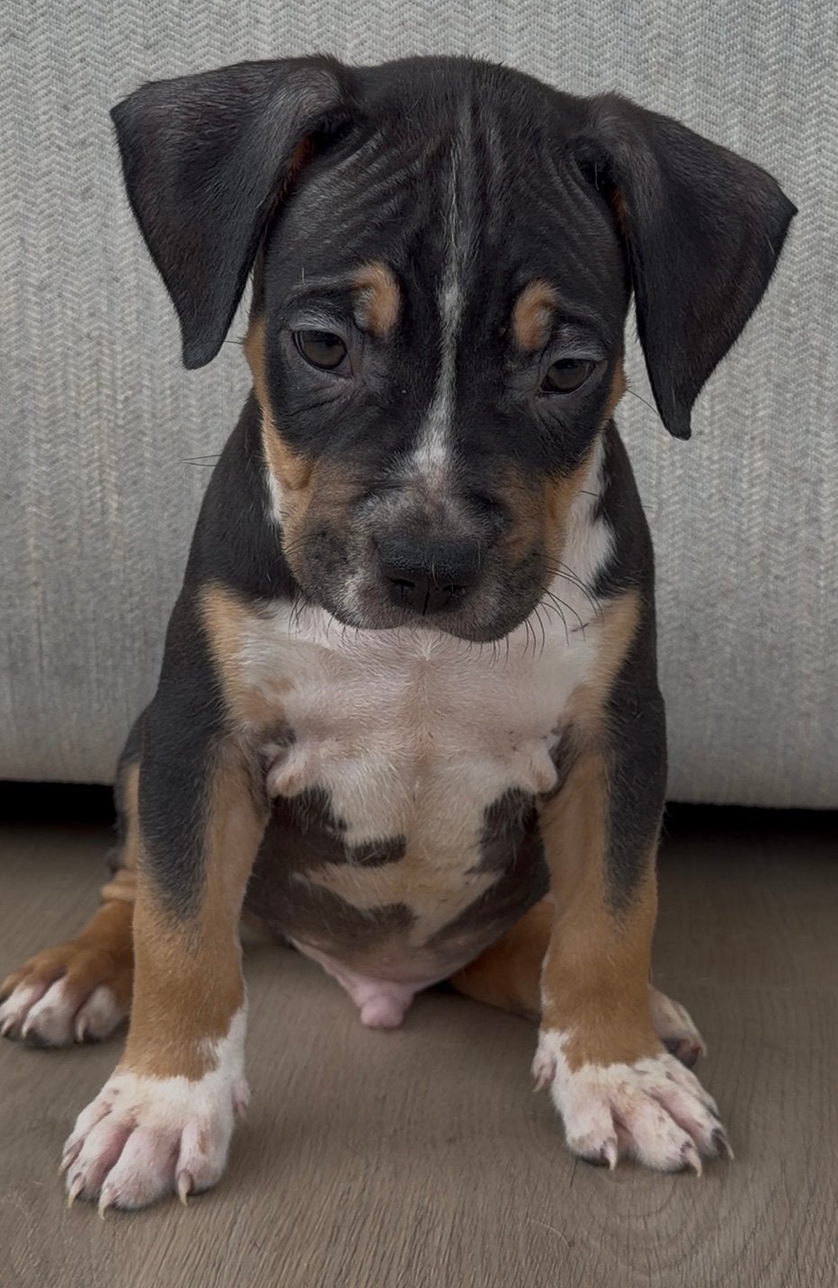 AMERICAN BULLY XL PUPPYS 7 WEKEN OUD!, 8 tot 15 weken, Bulldog, Meerdere, Meerdere dieren