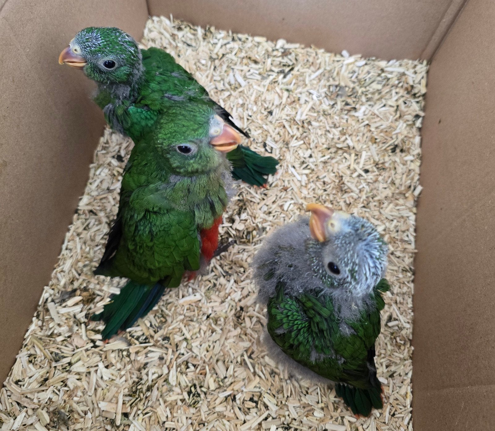 Super tamme jonge KoningsParkieten, Dieren en Toebehoren, Meerdere dieren, Papegaai, Geringd