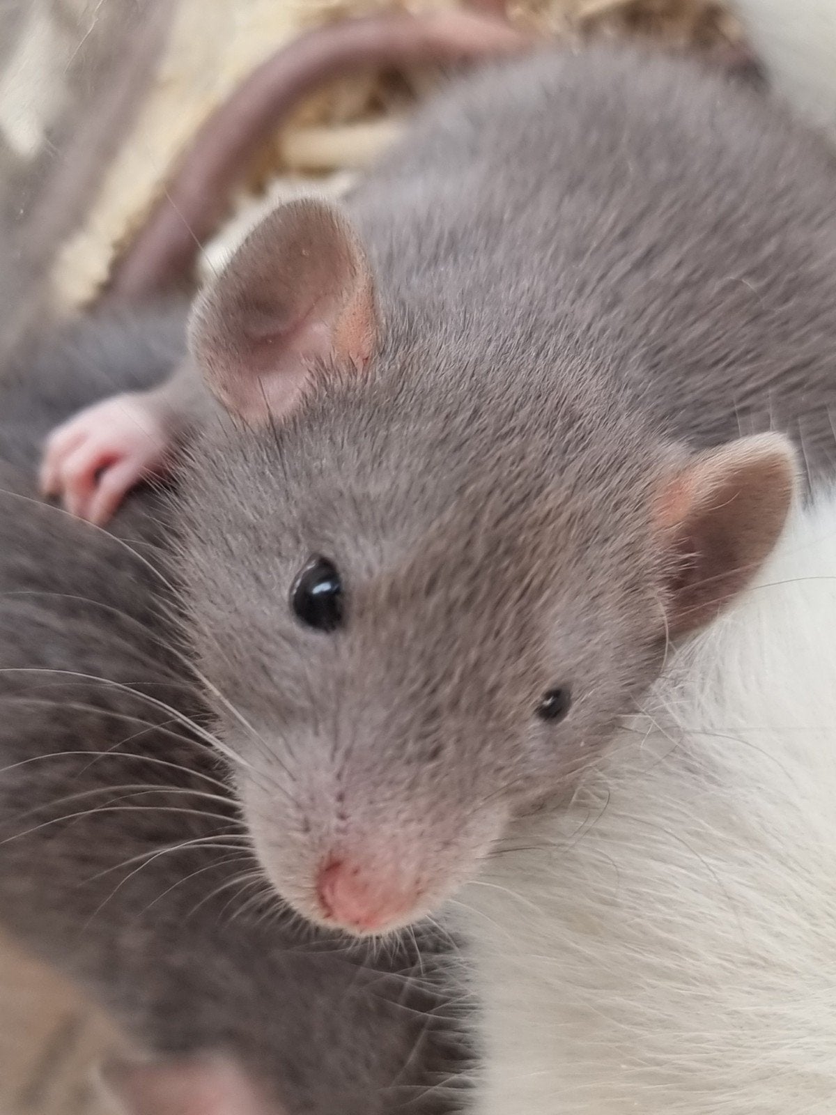 4 jonge  tamme rittens zoeken een nieuw thuis, Dieren en Toebehoren, Rat, Mei, Meerdere dieren, Tam