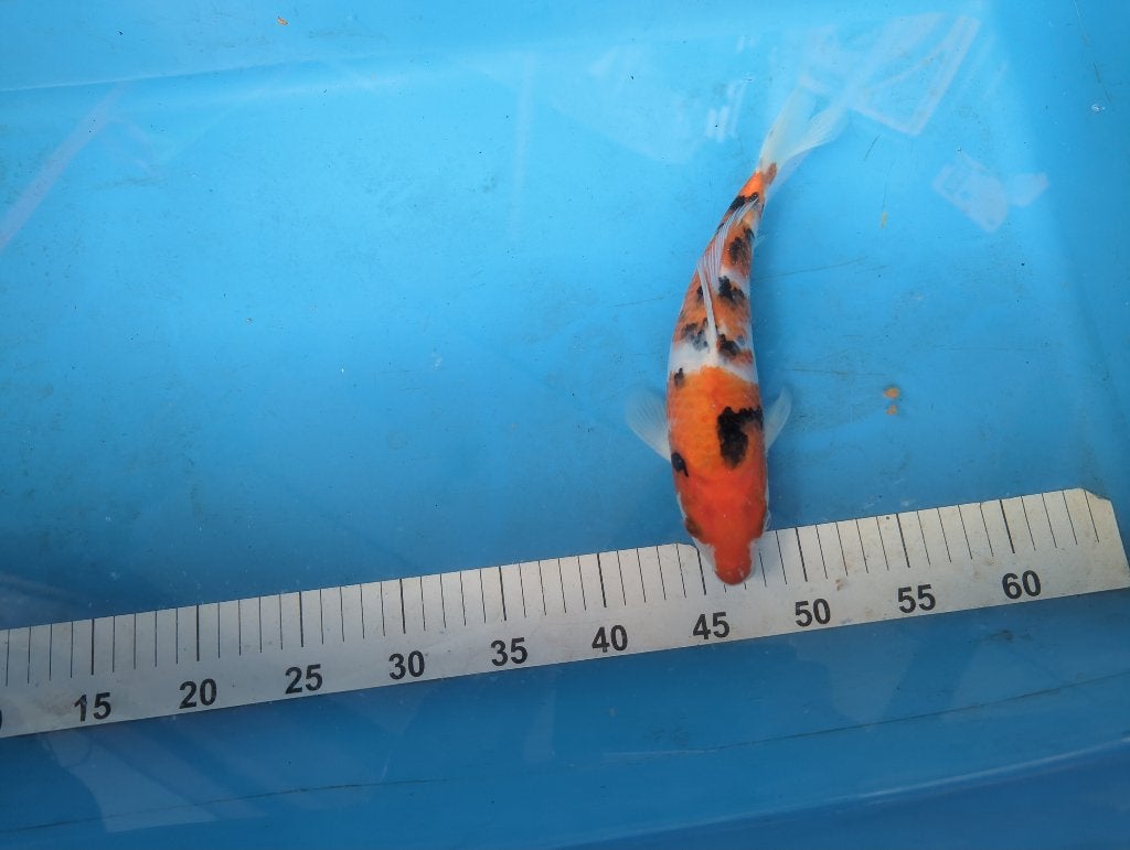 Japanse koi sanke 26 cn, Karper of Koi