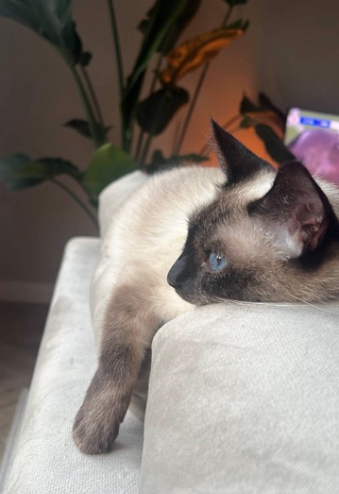 VERWACHT! Half Siameese kittens., Geslacht onbekend, Kortharig, 0 tot 2 jaar
