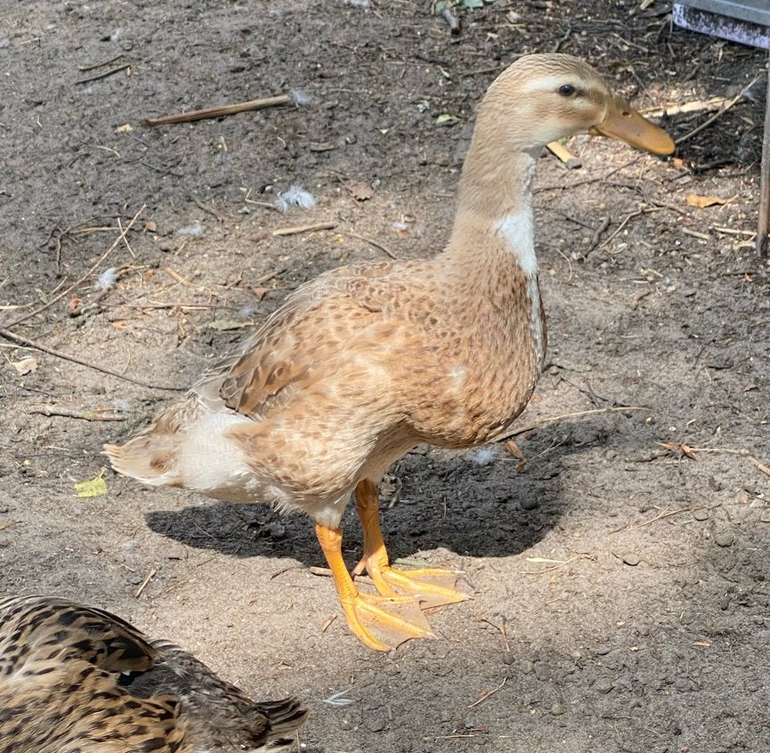 Loopeenden, Dieren en Toebehoren, Pluimvee, Vrouwelijk, Eend