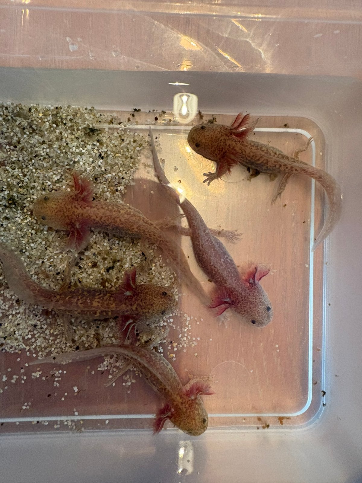 Axolotls, Vis, Zoetwatervis