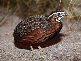 Te koop diverse jonge Harlekijn Kwartels uit buitenvoliere, Dieren en Toebehoren, Meerdere dieren, Tropenvogel, Geringd