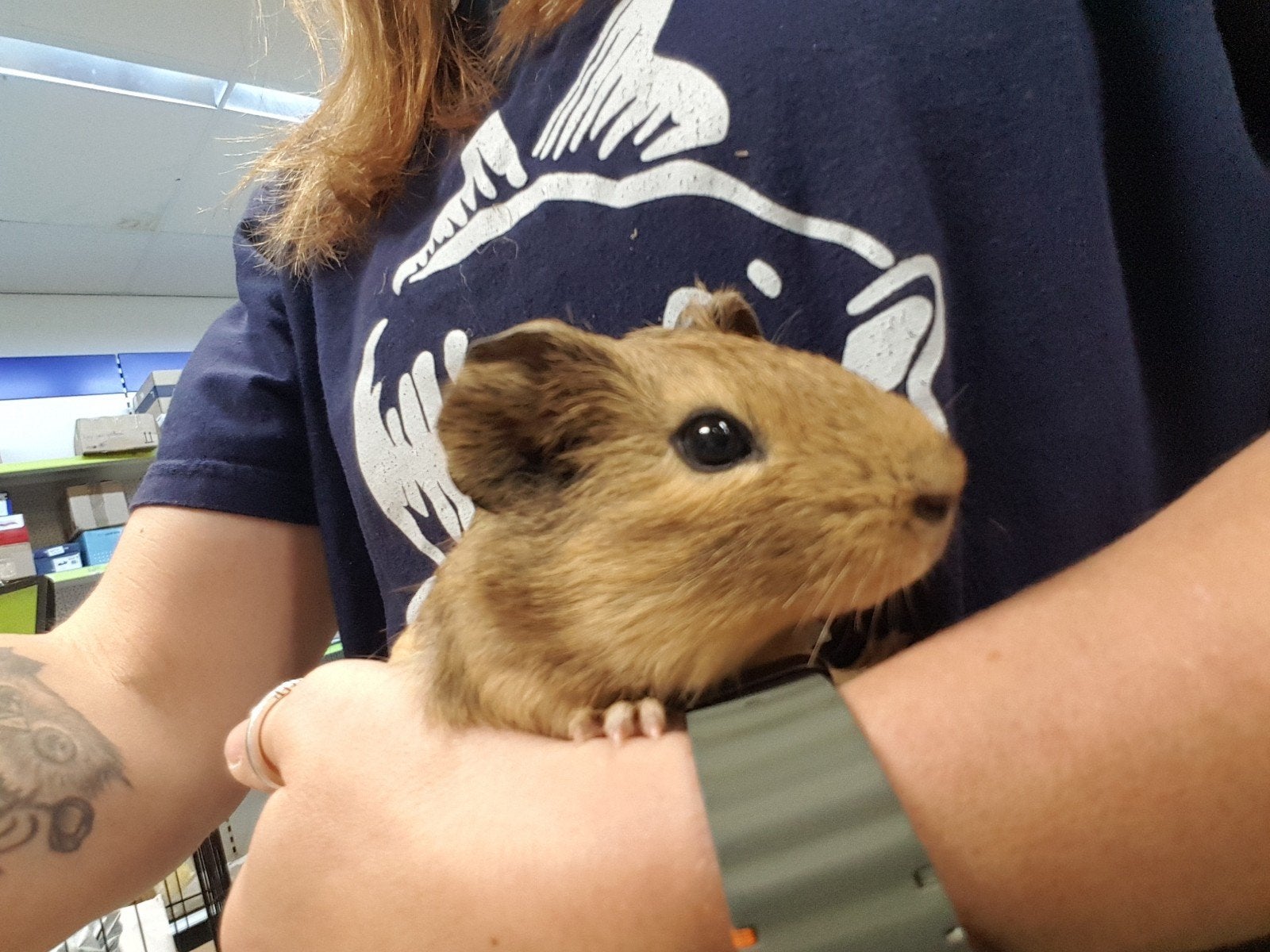 Cavia beertje agouti, Dieren en Toebehoren, Cavia, Mannelijk, Mei, Tam