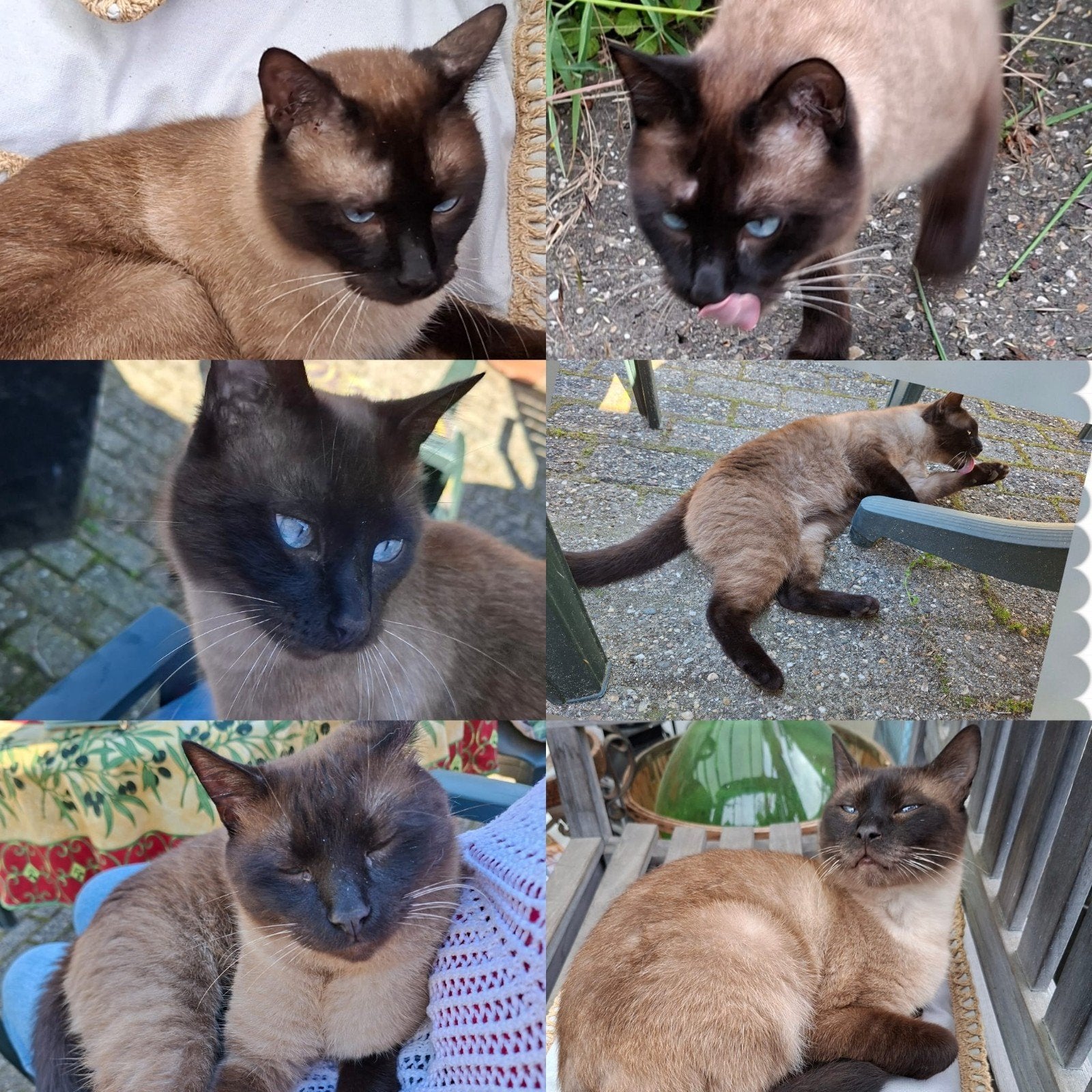 Persisch katertje  te koop, Dieren en Toebehoren, Kater