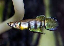 Epiplatys Dageti - Dwarsband Snoekje - Koidreams Valburg, Vis