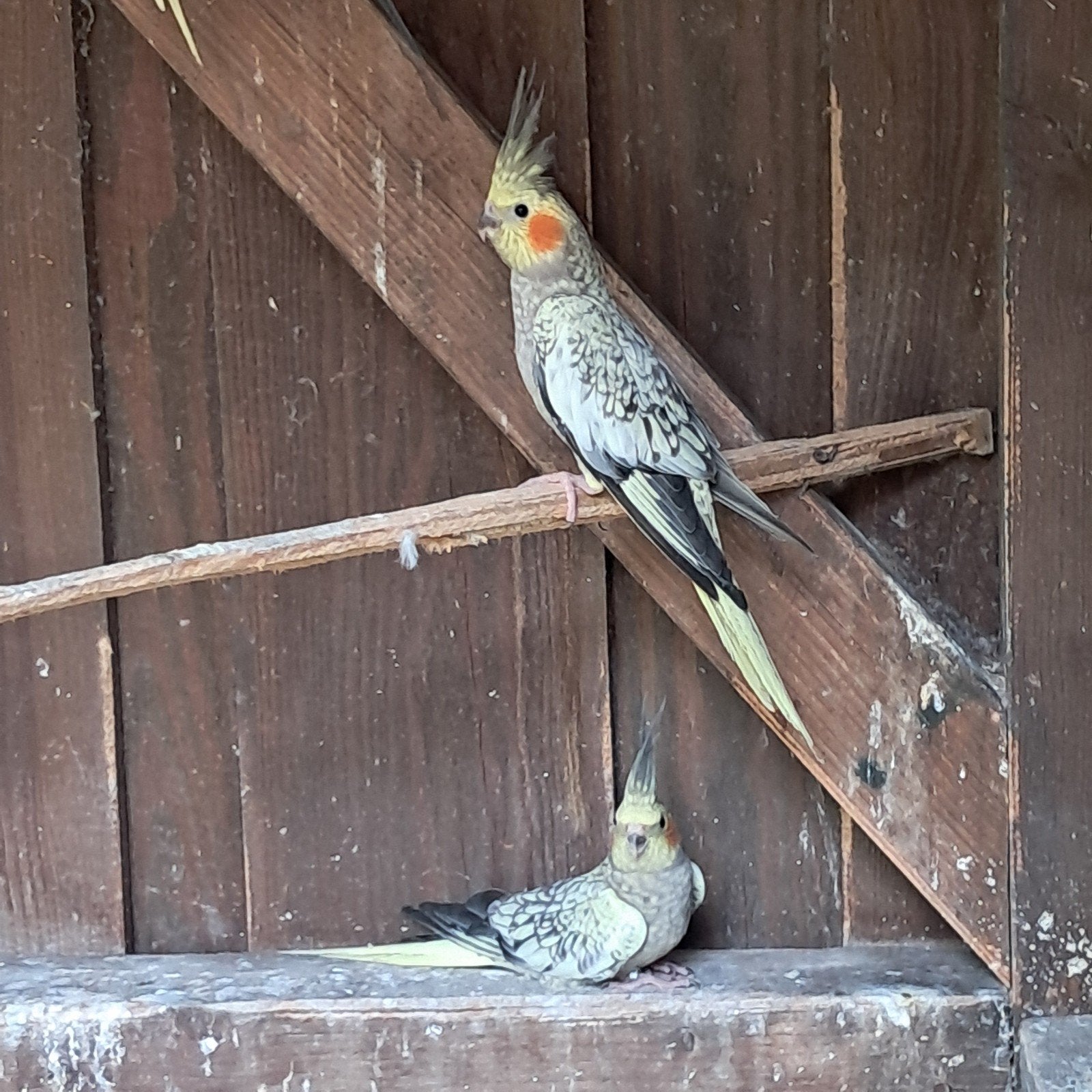 jonge valkparkieten, Dieren en Toebehoren, Vogels | Parkieten en Papegaaien, Meerdere dieren, Parkiet, Geringd