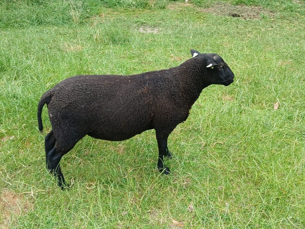 Overjarige Bonte Kruising Dekram, Dieren en Toebehoren, Mannelijk, Schaap, 0 tot 2 jaar