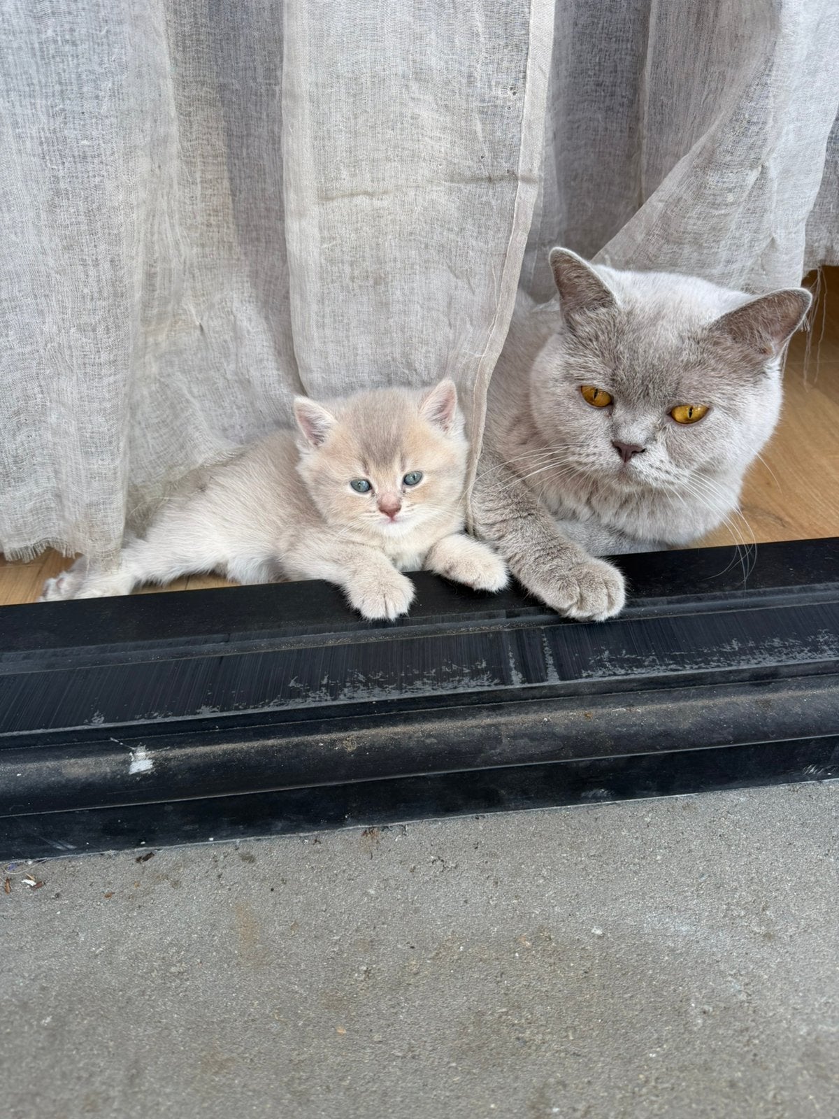 Britse korthaar kittens, Kater, Kortharig, 0 tot 2 jaar