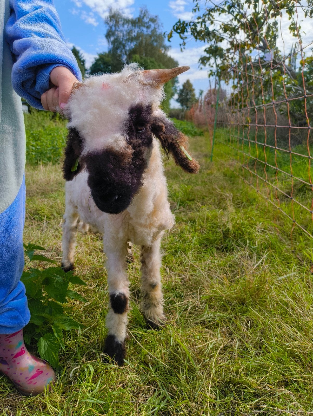 wallissers schwarznase ramlam, Mannelijk, Schaap, 0 tot 2 jaar