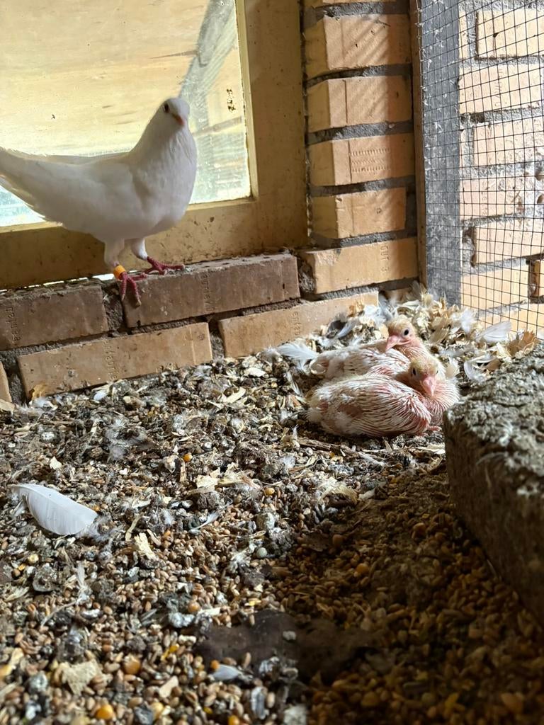 Jonge tacla’s jonge grijsschild meeuwen en grasparkieten, Meerdere dieren