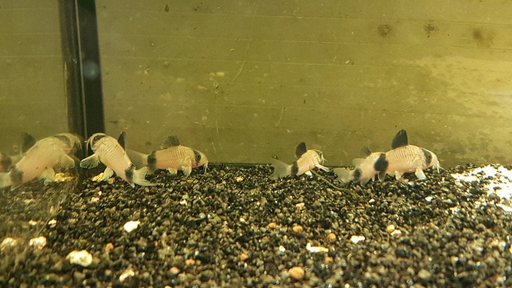 Corydora panda, Dieren en Toebehoren, Vis, Zoetwatervis, Schoolvis