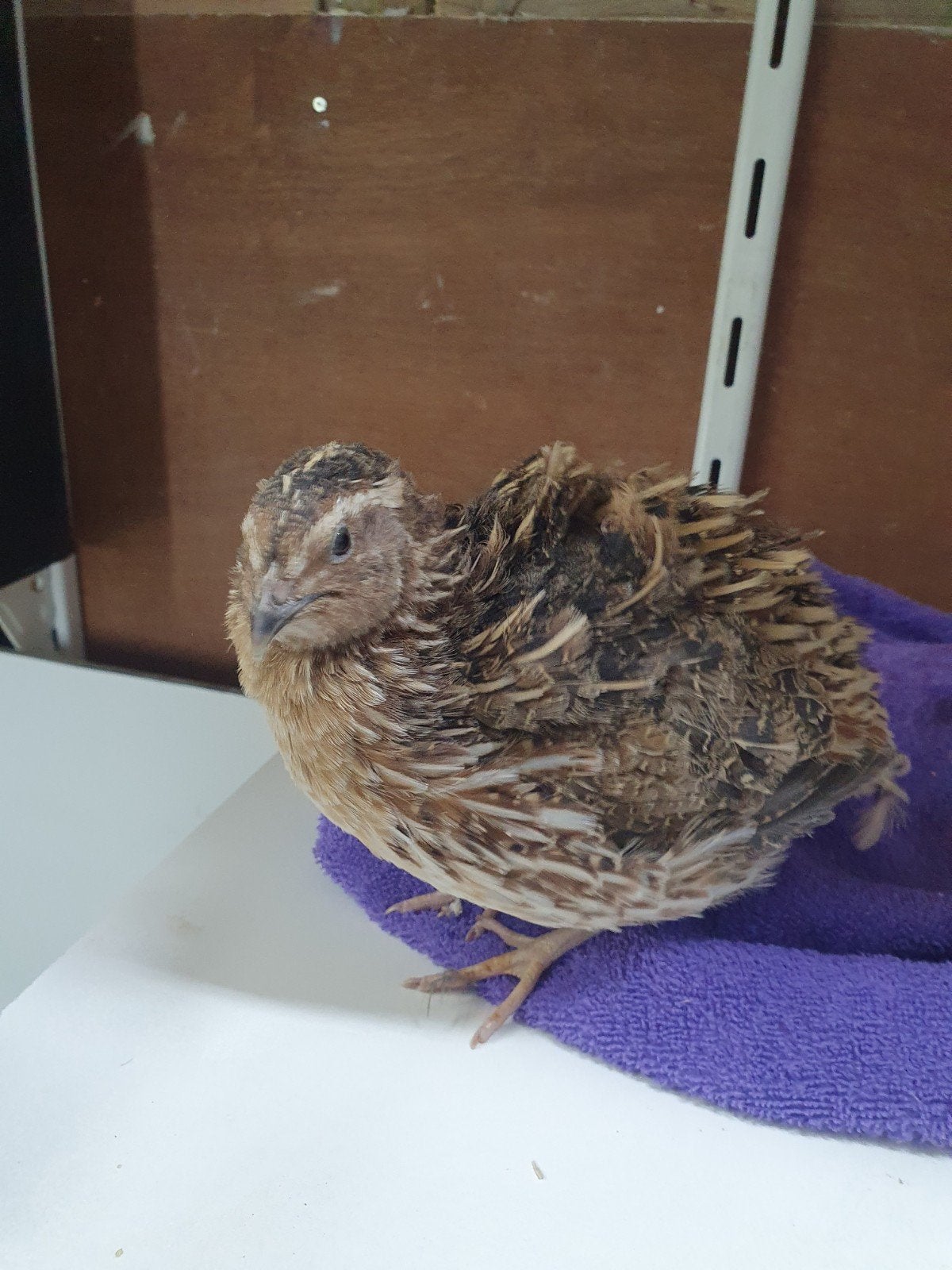 Japanse kwartels., Dieren en Toebehoren, Vogels | Overige Vogels, Meerdere dieren, Tropenvogel, Geringd