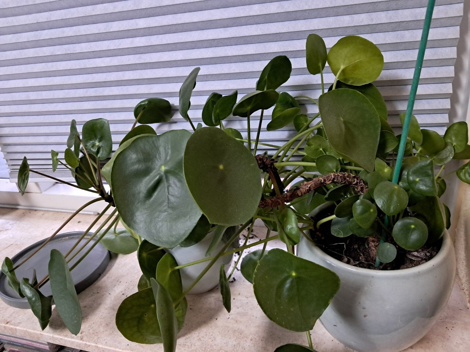 Pannenkoek planten, Groene kamerplant, Ophalen, Overige soorten, Minder dan 100 cm