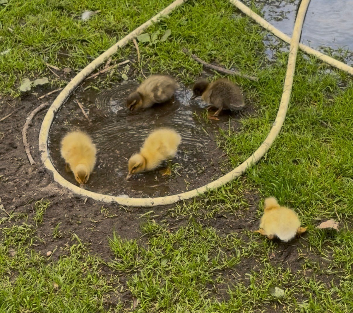 Loopeend pulletjes te koop, Dieren en Toebehoren, Pluimvee, Geslacht onbekend, Eend