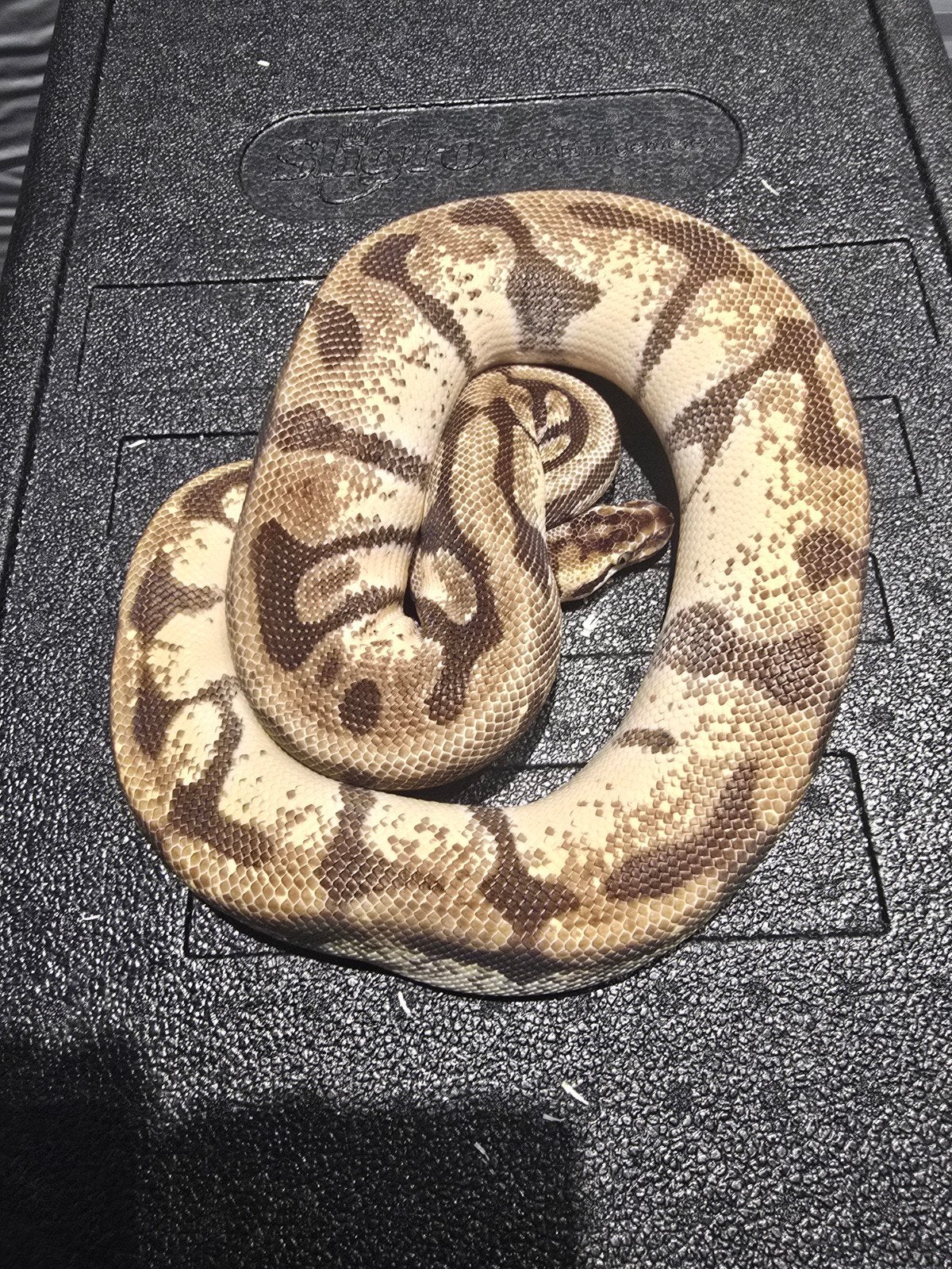0.1 super enchi pastel Ball Python - female for sale from martijn