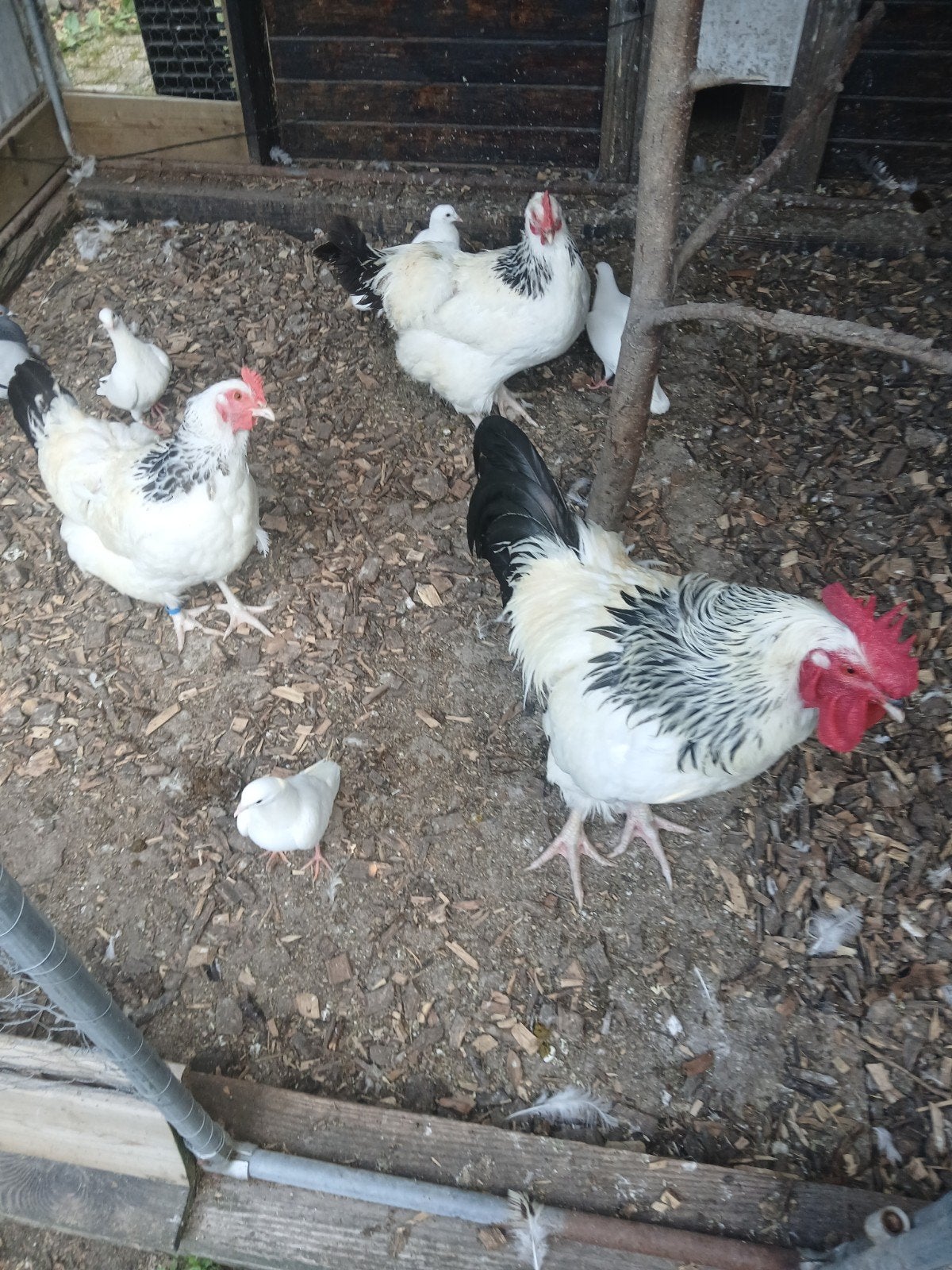 sussex zilver, Dieren en Toebehoren, Pluimvee, Meerdere dieren, Kip