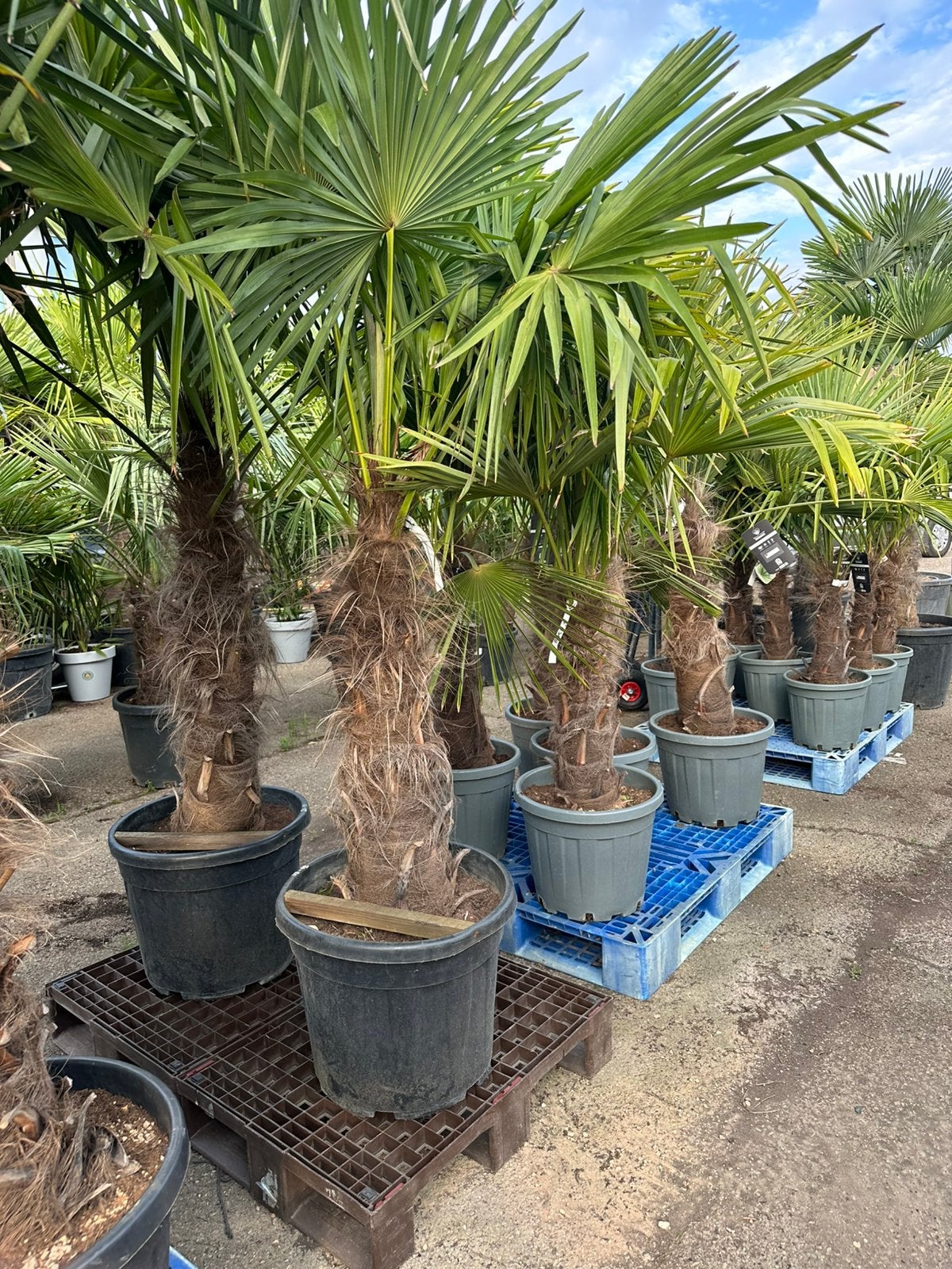 Trachycarpus fortunei palmen palmbomen, Tuin en Terras, Planten | Bomen, Ophalen of Verzenden