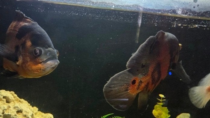 kweek koppel oscar fish! 30cm, Overige typen, Zoetwatervis