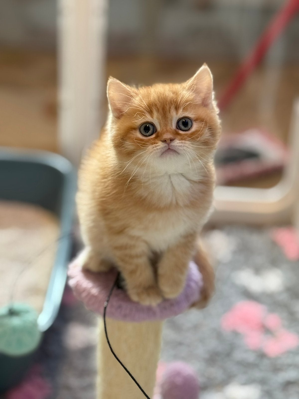 Prachtige brits(e) korthaar kittens, Kater, Ontwormd, 0 tot 2 jaar