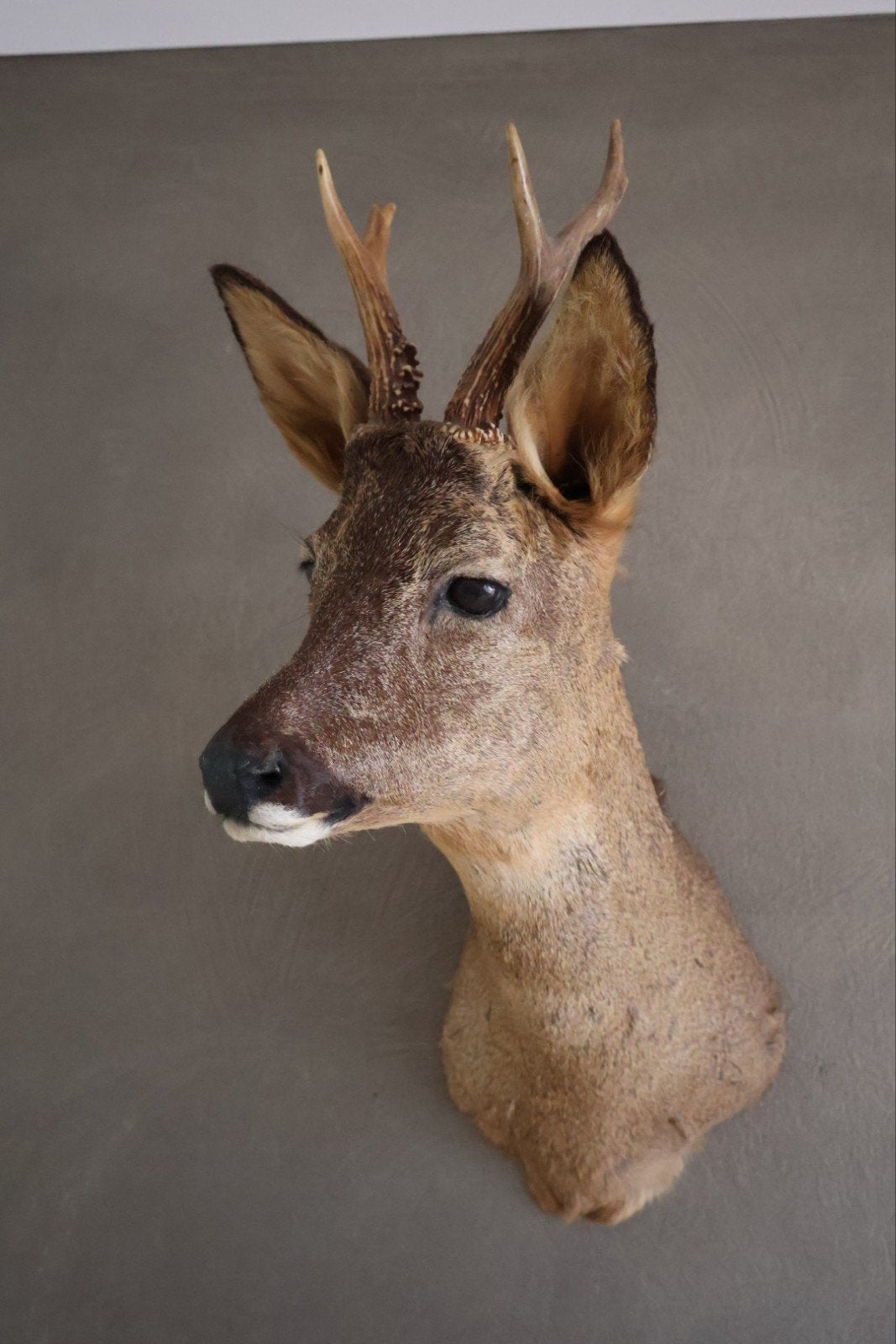 Grote opgezette Franse herten kop, Verzamelen, Dierenverzamelingen, Ophalen of Verzenden, Hert, Opgezet dier