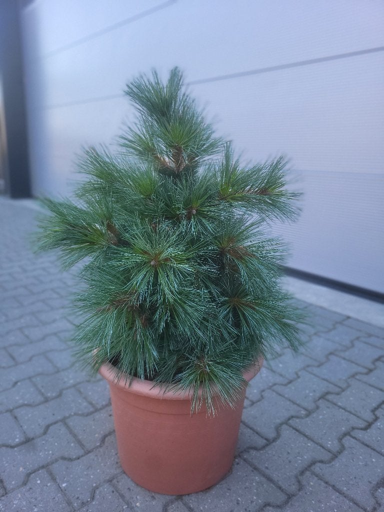 Pinus strobus Secrest, Tuin en Terras, Planten | Bomen, Bloeit niet, Overige soorten, Minder dan 100 cm, Ophalen