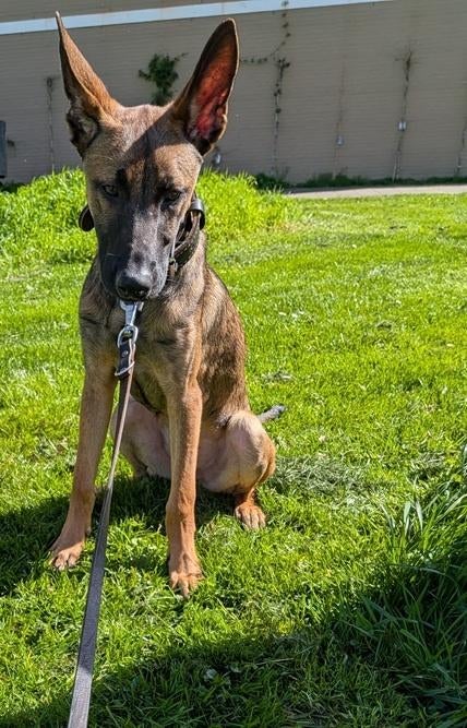 Mechelse Herder Reu 7 maanden, Dieren en Toebehoren, Honden | Herdershonden en Veedrijvers, Parvo, 15 weken tot 1 jaar, Reu, Eén hond