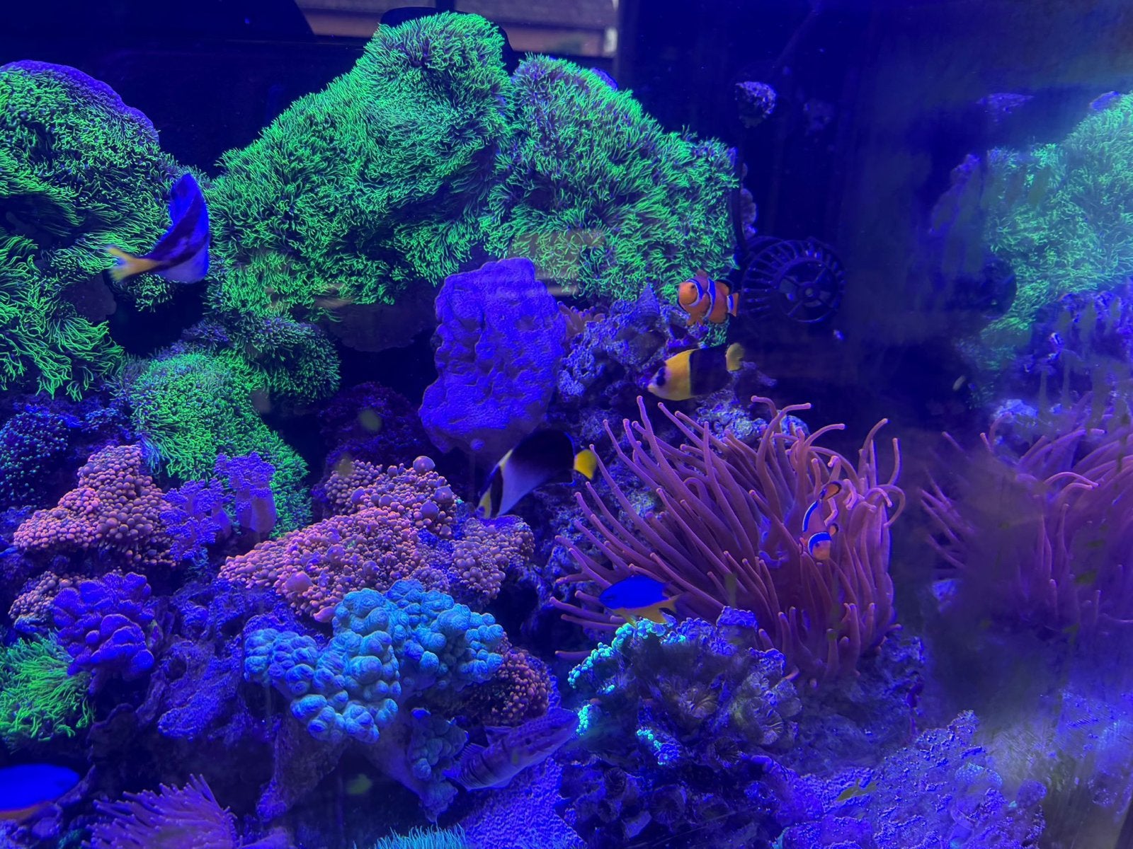 Complete Red sea E260 max met sump, Ophalen, Gebruikt, Gevuld zeewateraquarium, Red Sea