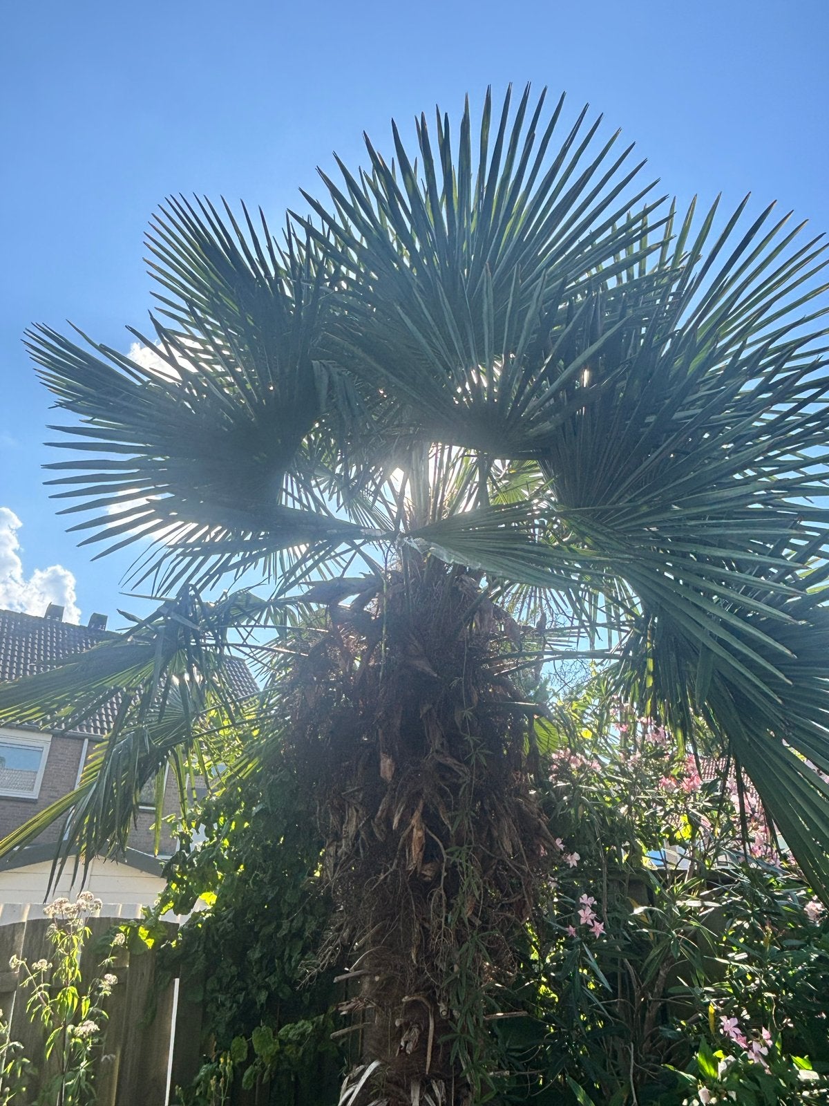 Grote palmboom - zelf uitgraven, Volle zon, Vaste plant, Zomer, Ophalen