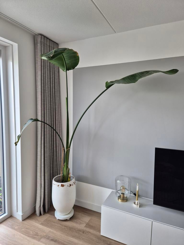 Strelitzia, Huis en Inrichting, Lampen | Vloerlampen, 200 cm of meer, Ophalen