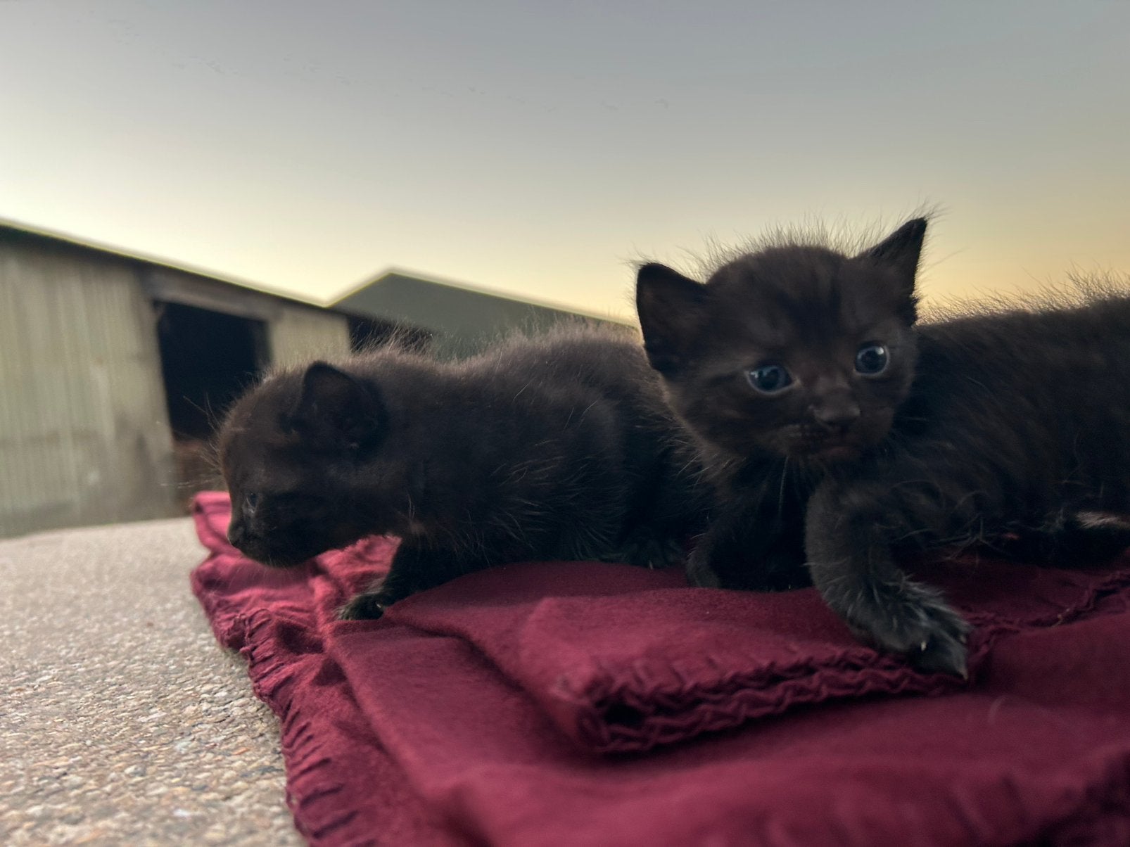 Lieve ragdoll kittens, Meerdere dieren, 0 tot 2 jaar