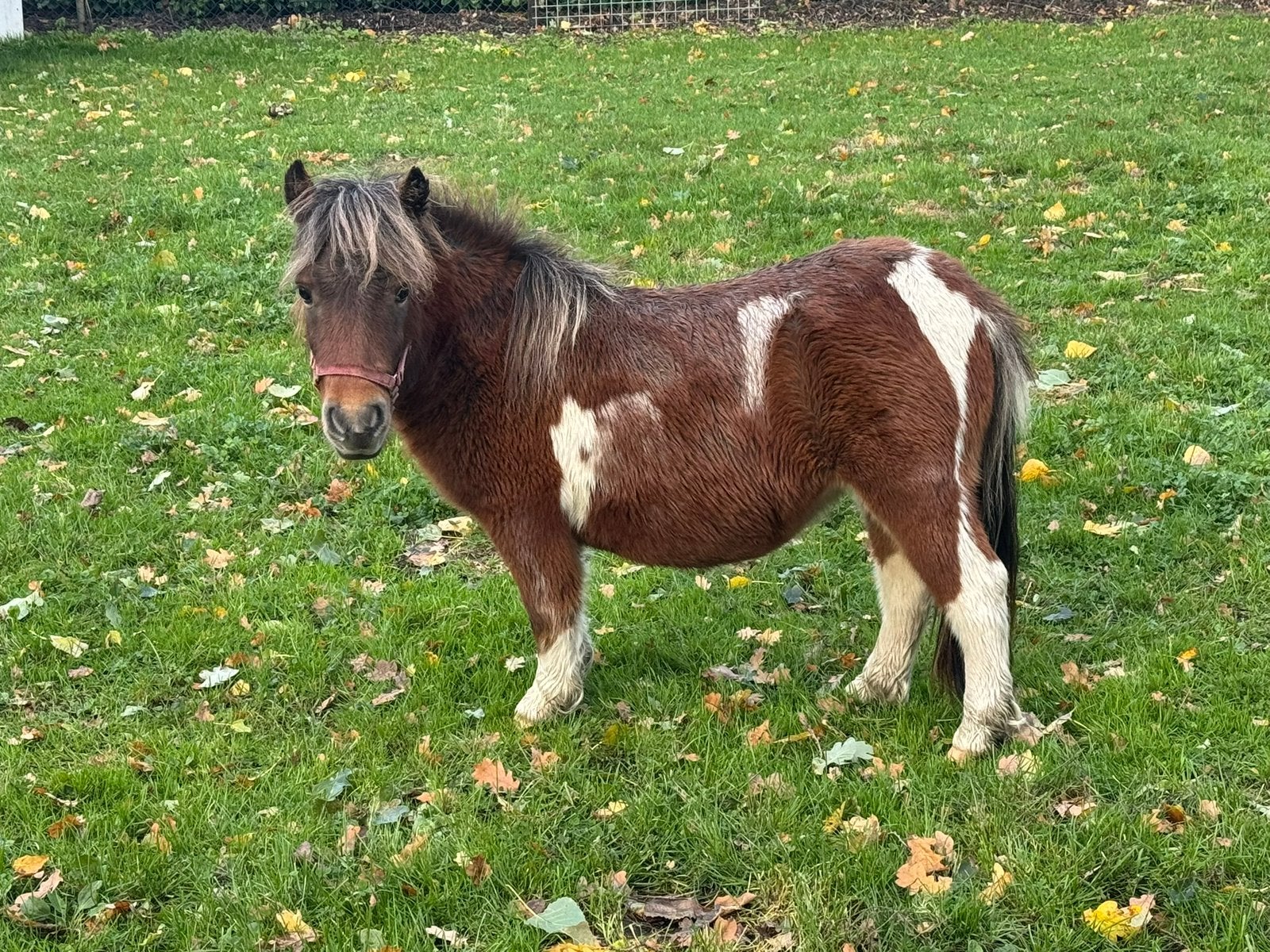 Diversen shetlanders, Meerdere dieren, A pony (tot 1.17m), 0 tot 2 jaar