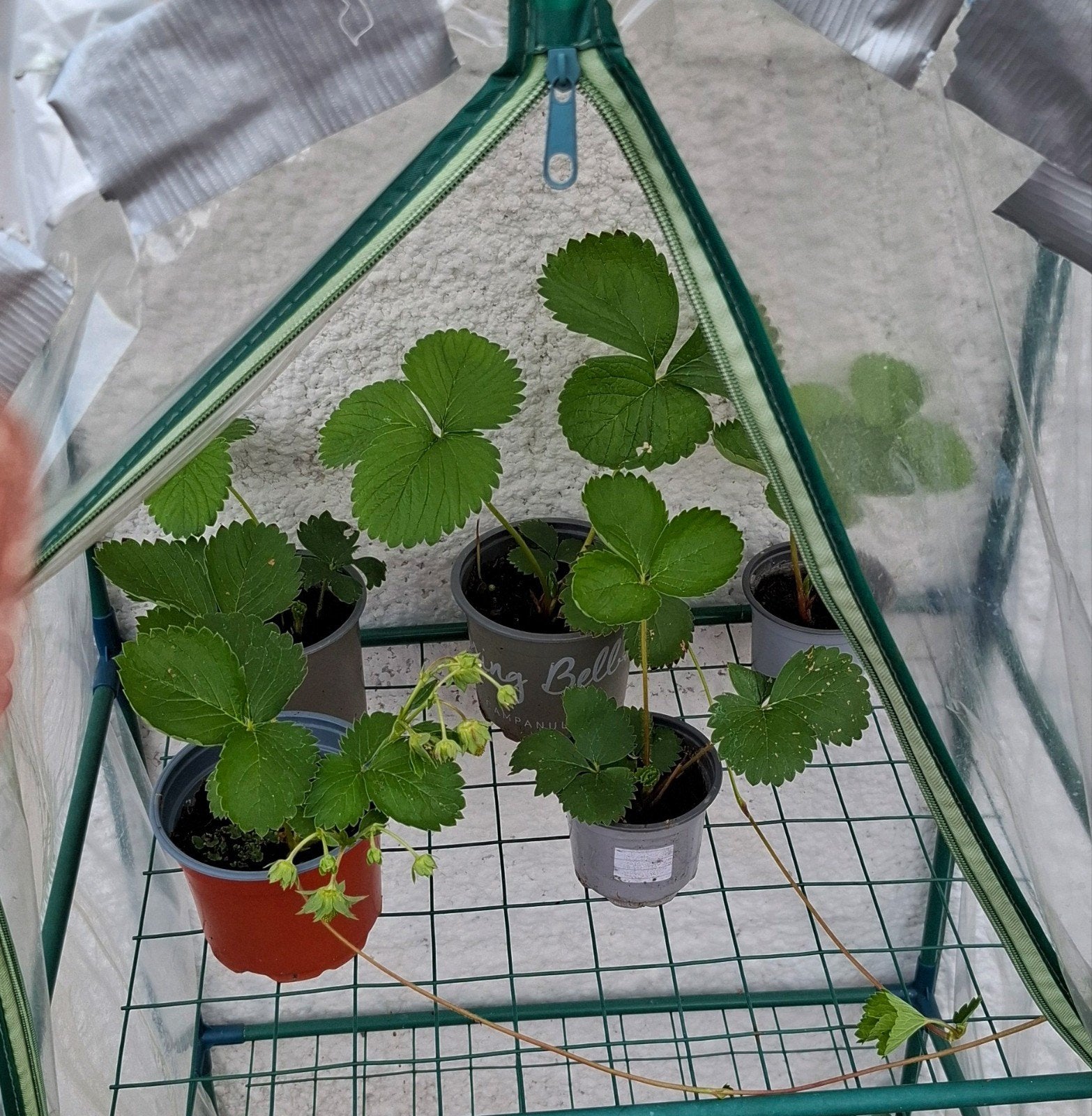 planten, Tuin en Terras, Ophalen, Volle zon