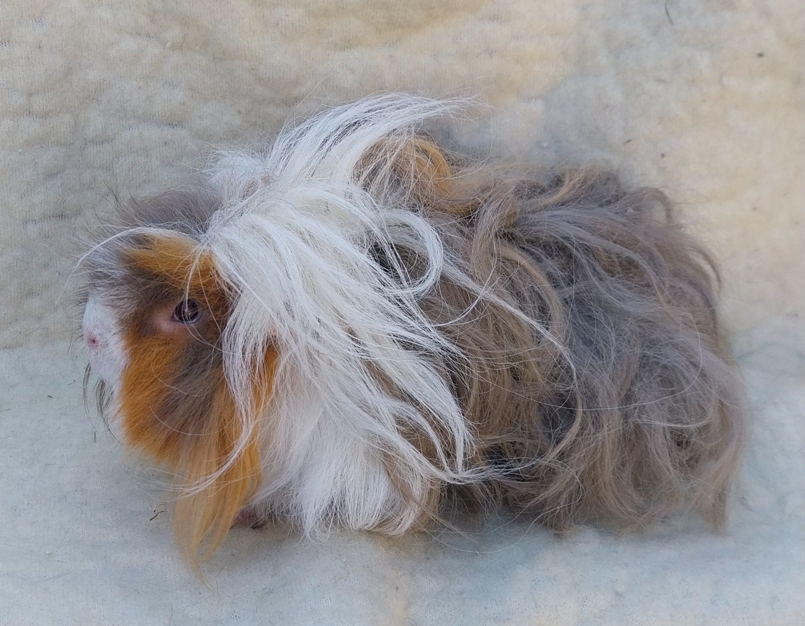 Te koop Lunkarya beer, Dieren en Toebehoren, Cavia, Mannelijk, Juli, Tam