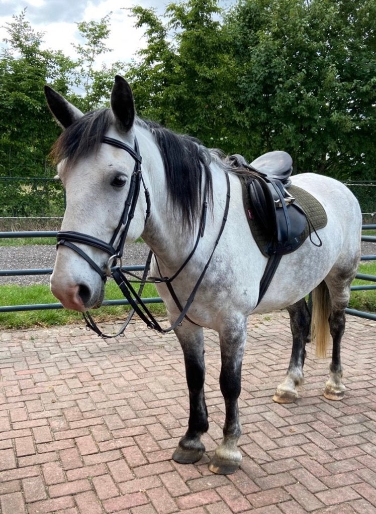Te koop recreatie E-pony, Minder dan 160 cm, B, Ruin, Gechipt