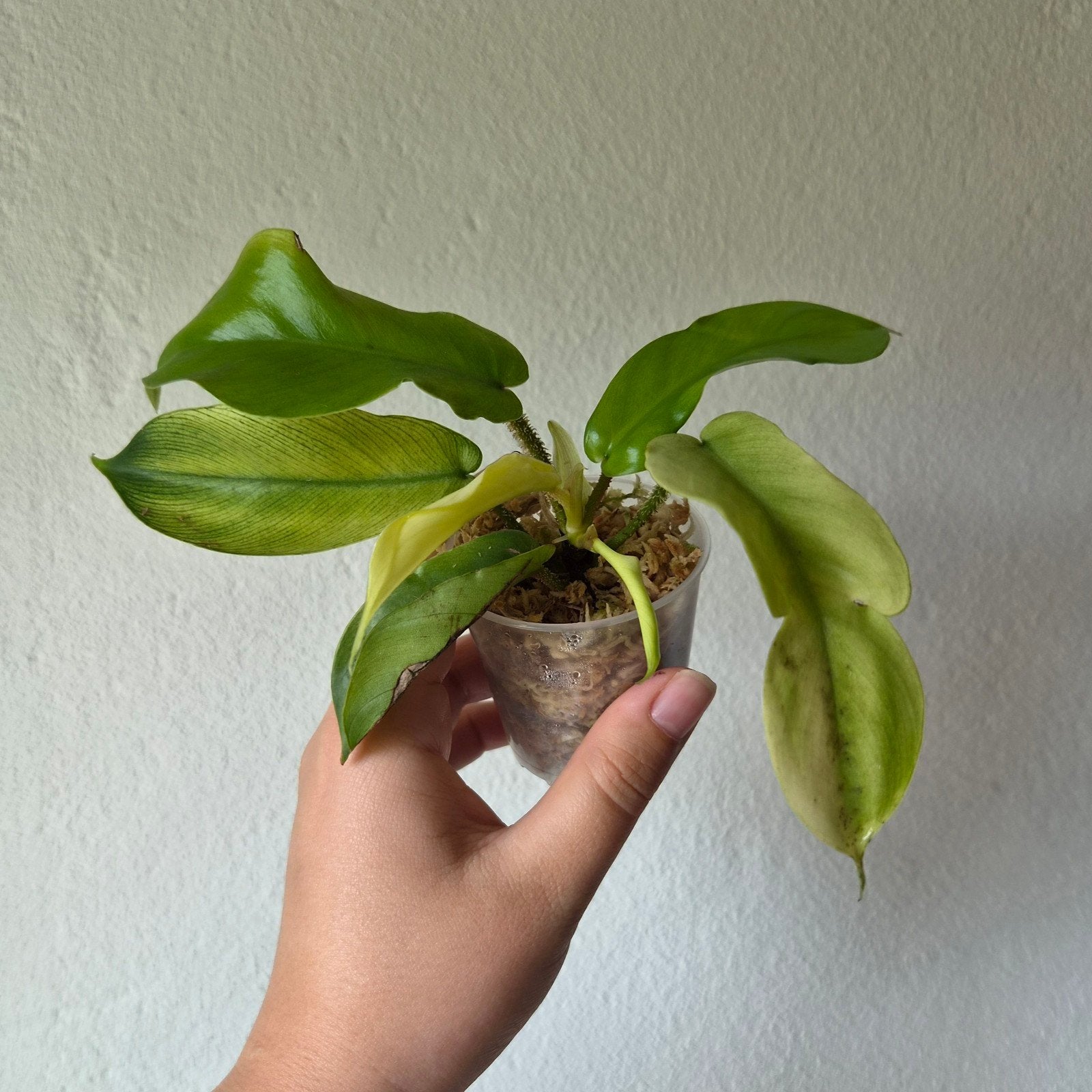 Philodendron Squamiferum Mint, Ophalen of Verzenden